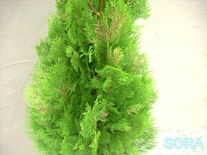 エレガンテシマ 樹高H:1800mm　植木 苗