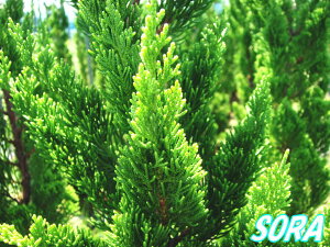 JCYJCuL@H:1500mm@A c