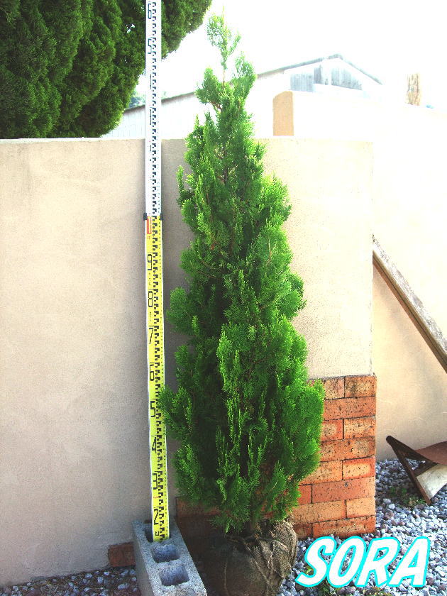 【楽天市場】エレガンテシマ 樹高H:1500mm 植木 苗 : SORA