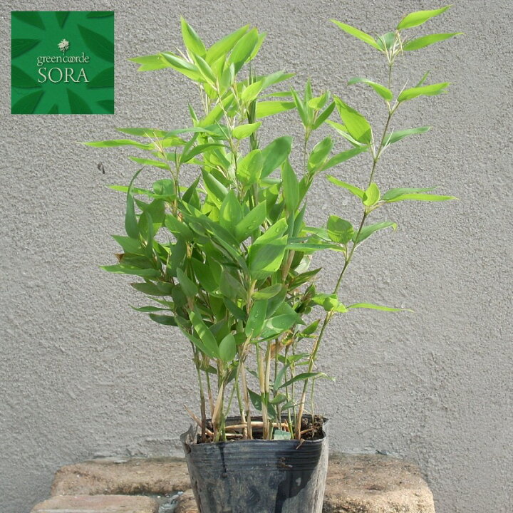楽天市場 オカメザサ 6本 植木 苗 Sora 楽天市場 オカメザサ 6本 植木 苗 Sora