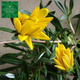 ガザニア 黄花 宿根 12本　植木 苗