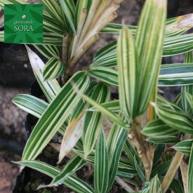 チゴザサ　24本　植木 苗