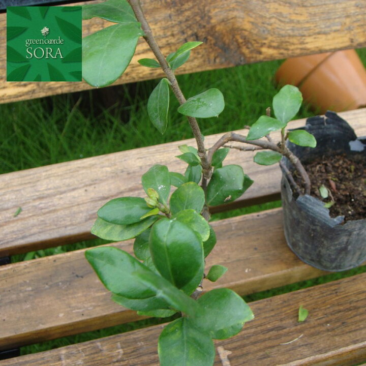 楽天市場 テイカカズラ 9 10 5cmポット 6本 植木 苗 Sora