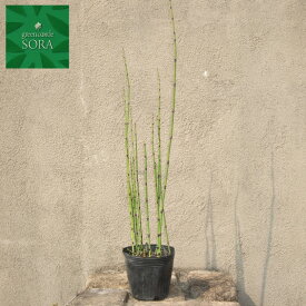 トクサ　1本　植木 苗