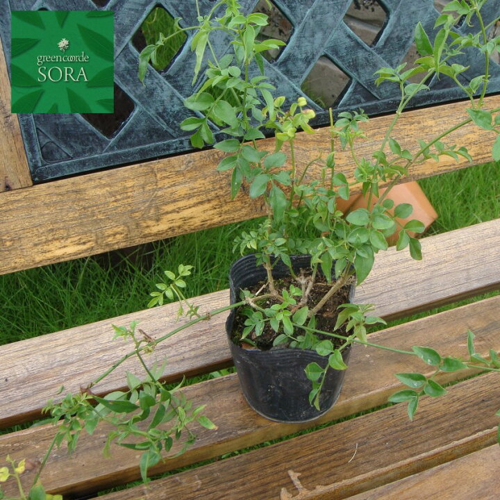 楽天市場 ハゴロモジャスミン 9 10 5cmポット 6本 植木 苗 Sora