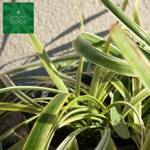 フイリヤブラン 24本 植木 苗