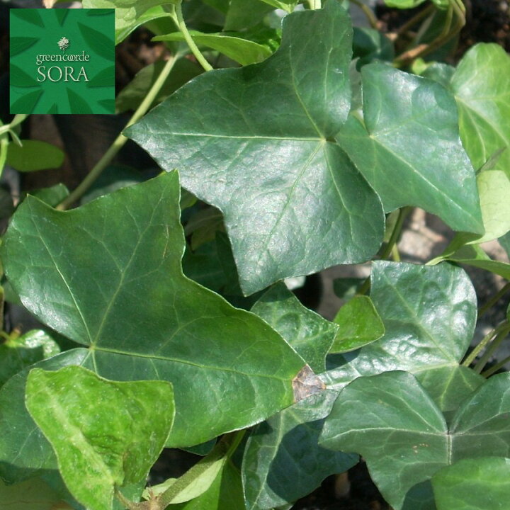 楽天市場 ヘデラヘリックス 12本 植木 苗 Sora