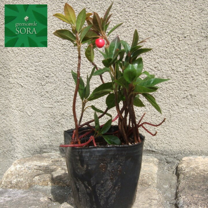 楽天市場 ヤブコウジ 1本 植木 苗 Sora