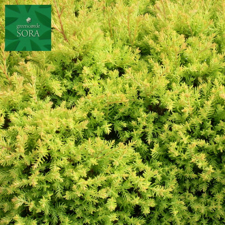 楽天市場 ラインゴールド 小 3本 植木 苗 Sora