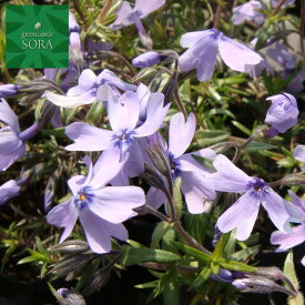 芝ザクラ（紫）　12本　植木 苗