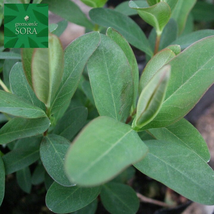 楽天市場 ヒペリカム カリシナム 5本 植木 苗 Sora