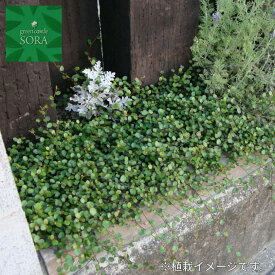 楽天市場 グランドカバー 常緑 多年草 観葉植物 花 観葉植物 花 ガーデン Diyの通販