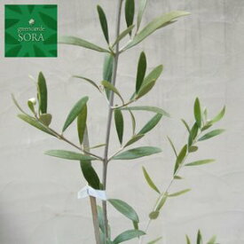 楽天市場 支柱 種類 植物 オリーブ 植木 ガーデニング 農業 花 ガーデン Diyの通販