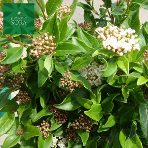 植木 盆栽 トキワガマズミの通販 価格比較 価格 Com