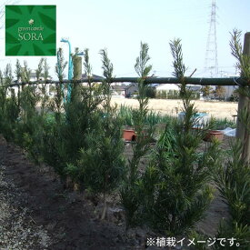 ラカンマキH1100〜1300mm　2本セット 鉢底より　植木 苗