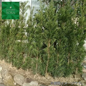 ラカンマキH1100〜1300mm　2本セット 鉢底より　植木 苗