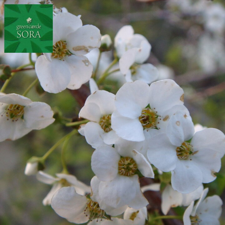 楽天市場 雪柳 白花 H500 700mm 鉢底より 植木 苗 Sora
