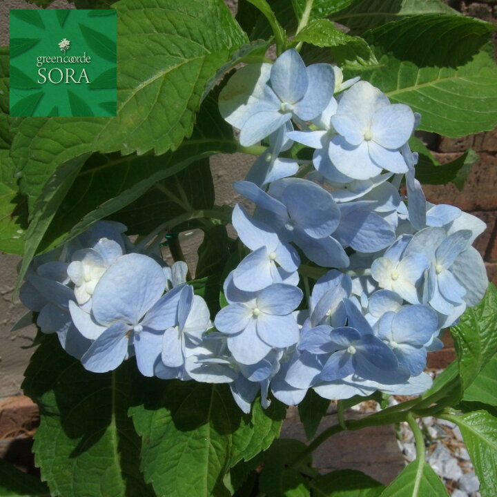 楽天市場 西洋紫陽花 ブルーサファイア 15cmポット 植木 苗 Sora