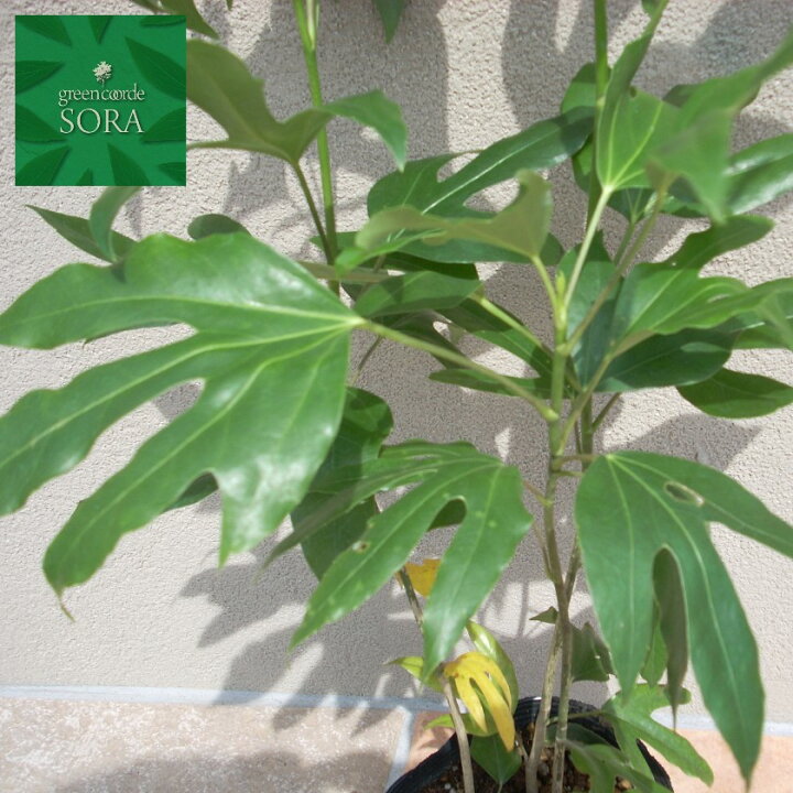 楽天市場 カクレミノ H600mm 鉢底より 植木 苗 Sora