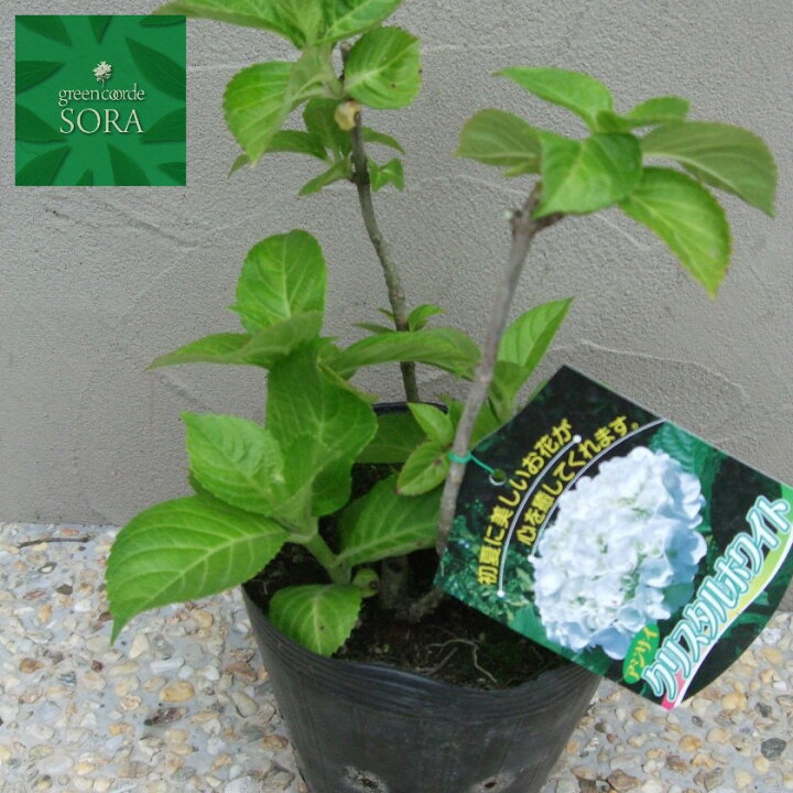 楽天市場 西洋紫陽花 クリスタルホワイト 15cmポット 植木 苗 Sora