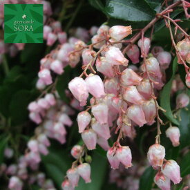 楽天市場 アセビ の 花の通販