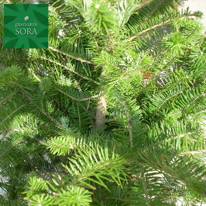 ~̖ H1100`1300mm @A c