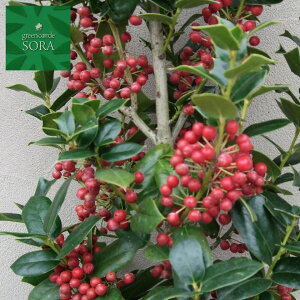 ZCEqCMH500`700mm @A c