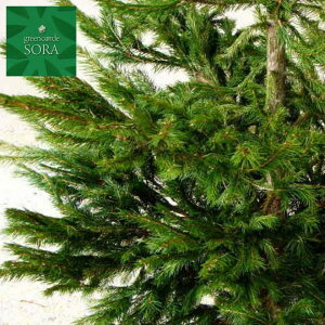 hCcgEq H1100`1300mm @A c