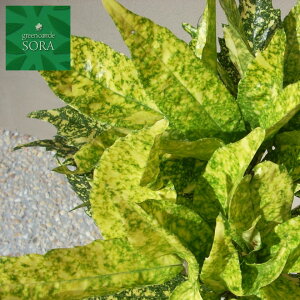 フイリアオキ H900〜1100mm 鉢底より 植木 苗