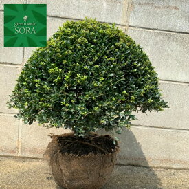 キンメツゲ　玉仕立て　　1本　植木 苗