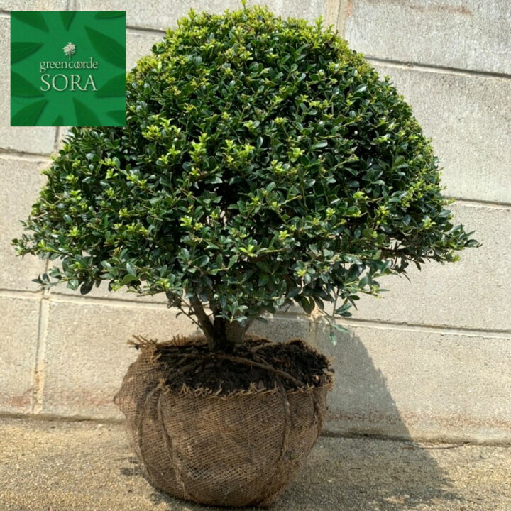 楽天市場 キンメツゲ 玉仕立て W 300mm 3本 植木 苗 Sora