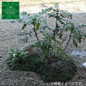 植木 盆栽 ヒイラギの通販 価格比較 価格 Com 植木 盆栽 ヒイラギの通販 価格比較 価格 Com