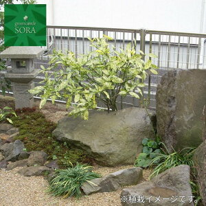 フイリアオキ H900〜1100mm 鉢底より 植木 苗