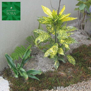 フイリアオキ H900〜1100mm 鉢底より 植木 苗