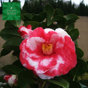 d ⍪i 12cm|bg 1{@A c