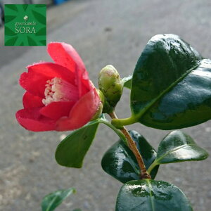 侘助 花の人気商品 通販 価格比較 価格 Com