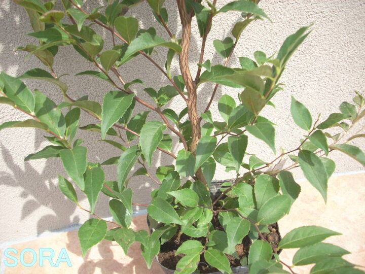 楽天市場 ヒメシャラ 株立 樹高h 1800mm 植木 苗 Sora