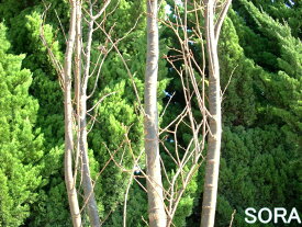 ケヤキ　単木　樹高　H:2000mm　植木 苗