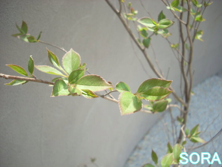 楽天市場 ヒメシャラ 単木 樹高h 1800mm 植木 苗 Sora
