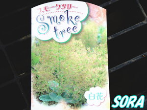 X[Nc[@ԁ@H:1500mm@A c