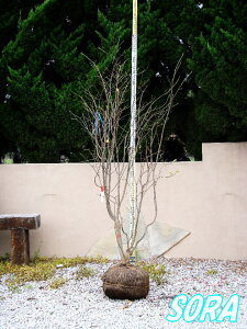 ツリバナ 樹高H:1800mm 植木 苗