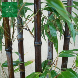 クロチク　株立　樹高　H:1500mm　植木 苗