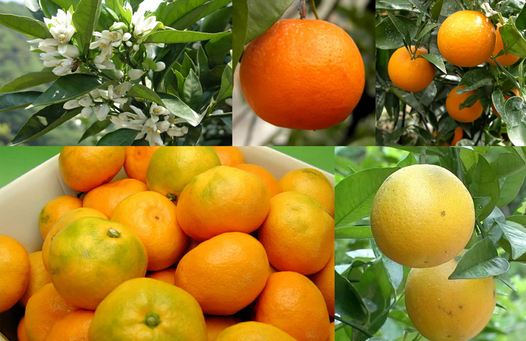 和歌山有田栗山園