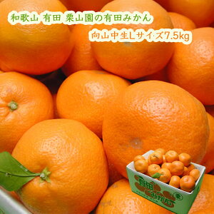 IR̗Lc݂ R LTCY7.5kg (1000~) ͂12 Ε 