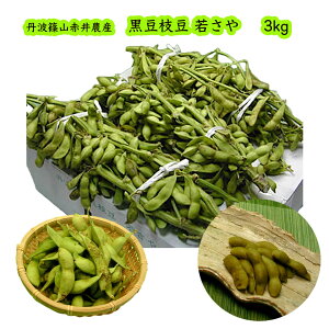 赤井さんの丹波黒豆枝豆 若さや 約3kg (送料無料/沖縄1000円) 枝付き 枝つき 丹波篠山 農園直送 旨みたっぷり お届け時期10月中旬から