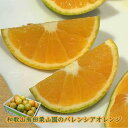 栗山園の国産バレンシアオレンジ5kg(ご家庭用) 送料無料(沖縄1000円) 和歌山有田栗山園直送 新鮮でジューシーなオレンジをお届けします 自然な甘さと香りを楽しんでください ちょっと訳ありのうれしいご家庭用です