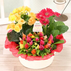 誕生日 花 ギフト 花鉢 鉢植え 3種の花で作る季節の花かご【ハピネス】 敬老の日 合格祝い 結婚記念日 退職祝い お祝い