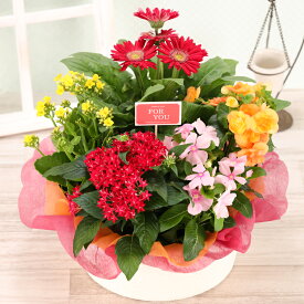 誕生日 花 ギフト プレゼント 鉢植え 花 寄せ鉢 5種の花で作る季節の花かご 結婚記念日 退職祝い お祝い 敬老の日