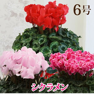 yVNz 6 VN pXeVN Ε  NX}Xv[g A 