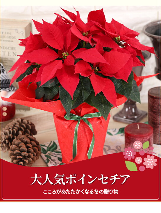 楽天市場 ポインセチア 鉢花 5号鉢 ギフト用 鉢植え 誕生日 クリスマス プレゼント 花 お歳暮 花むすび 楽天市場店 楽天市場 ポインセチア 鉢花 5号鉢 ギフト用 鉢植え 誕生日 クリスマス プレゼント 花 お歳暮 花むすび 楽天市場店